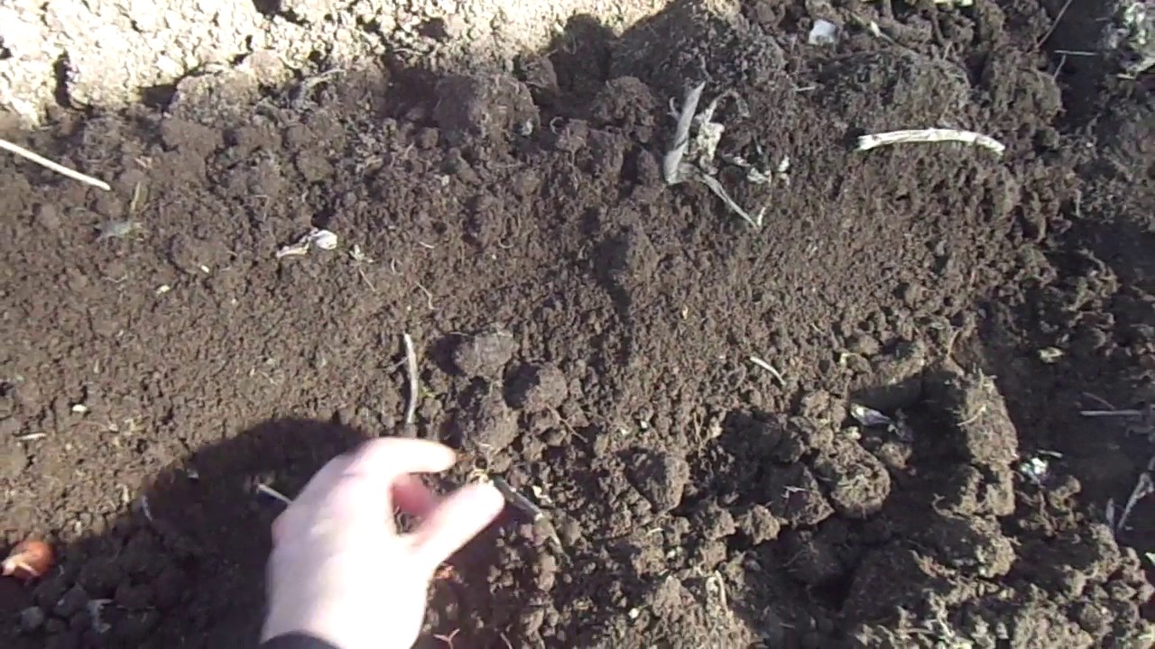 Садене на лук/planting onions