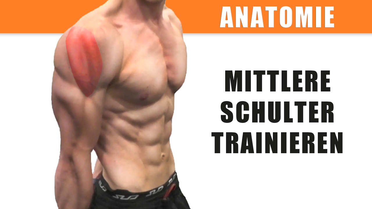 Mittlere Schulter trainieren &ndash; Anatomie des Deltamuskels &ndash; Seitliche Schulter