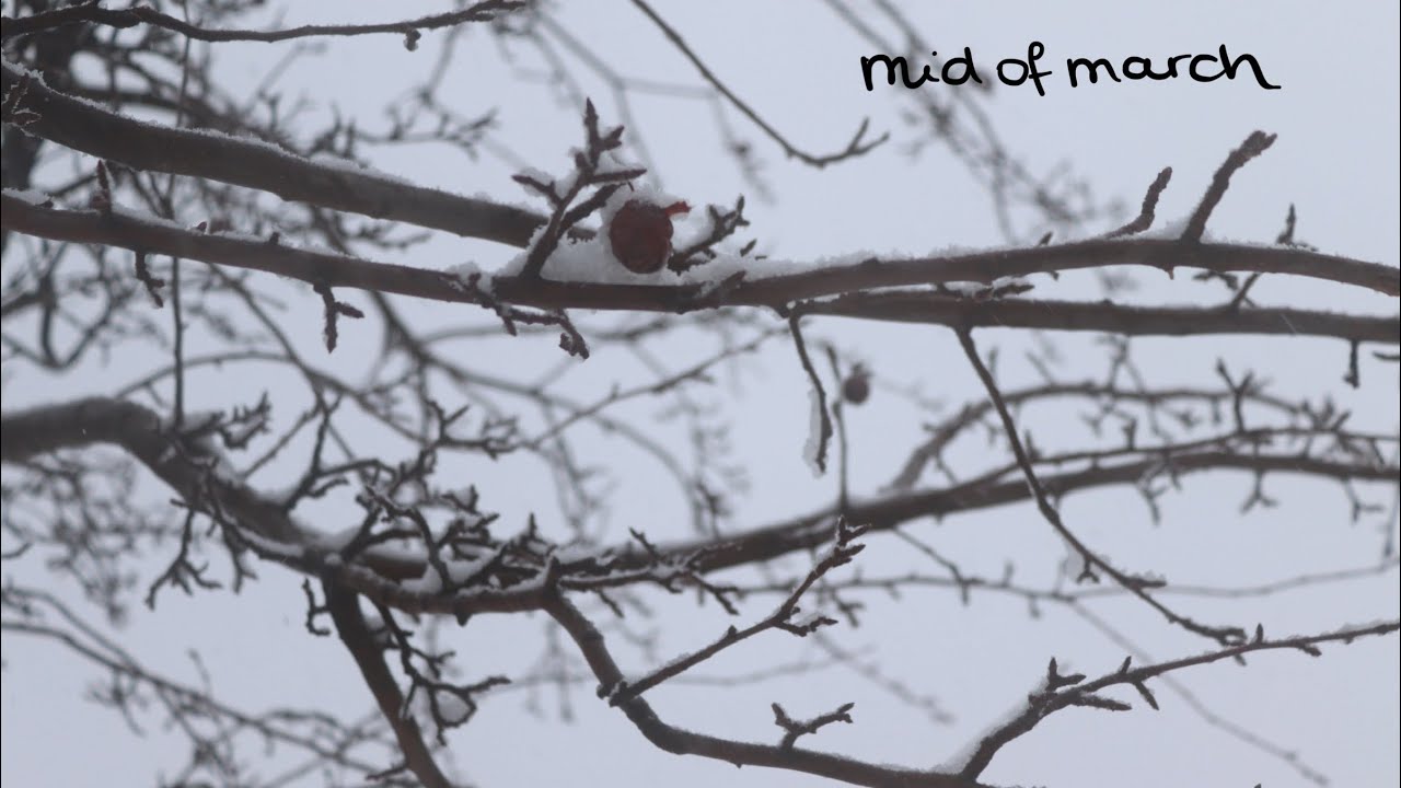 Bella Green - Mid Of March (lyric video)