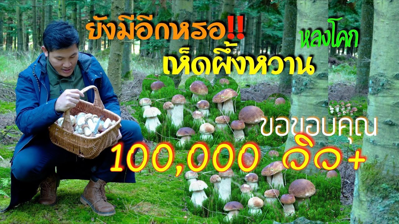 เหลือเชื่อ! เห็ดผึ้งหลงโคกครับ ก็เก็บมันมือไปเลยสิครับ