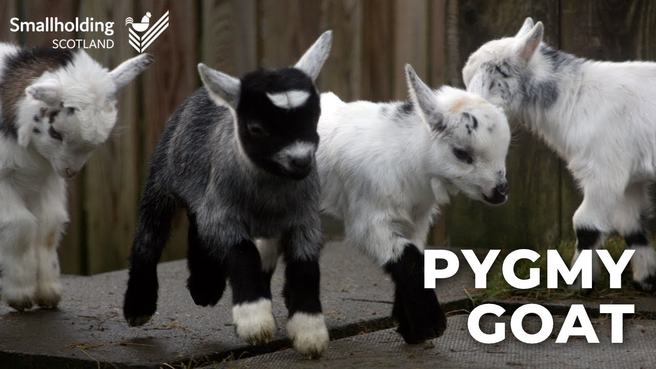 Pygmy Goat - Livestock showcase - Scottish Smallholder Festival 2020