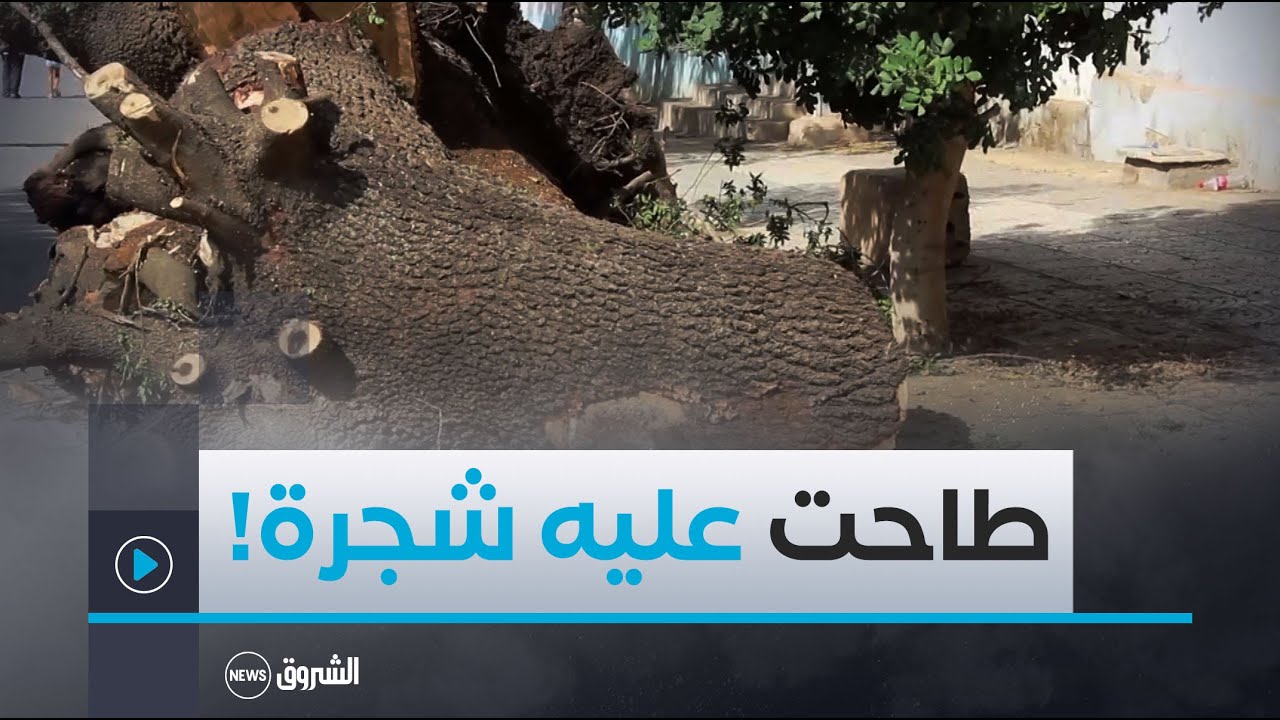 #سيدي_بلعباس: أسابيع بعد نجاحه في شهادة البكالوريا.. عيسى يلقى حتفه تحت أغصان أقدم شجرة في المدينة
