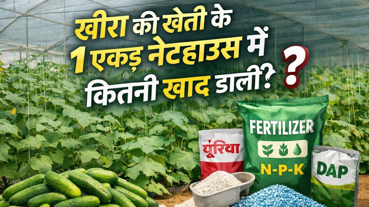 1 एकड़ नेटहाउस में खीरे की खेती में कितनी खाद लगती है?    #farming #cucumber #fertilizer #farmer 