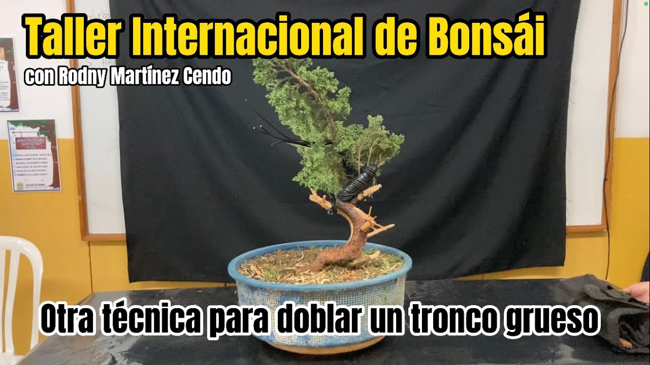Otra Técnica para doblar un tronco grueso.