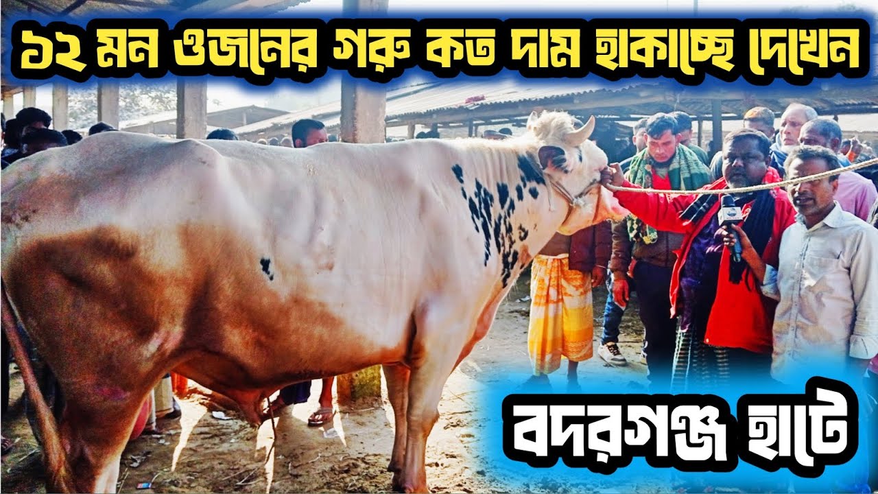 @১২/১/২৬, আজ বিগ সাইজের গরু| কত টাকা মন দরে বিক্রি হচ্ছে,বদরগঞ্জ হাটে দেখেন!
