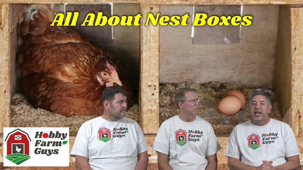 Всё, что нужно знать о курятниках — ПЛЮС: Вопрос от зрителя о влюблённых селезнях