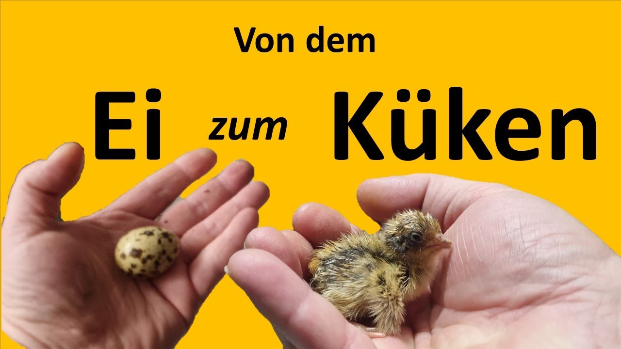 Wachtel ausbrüten und was schief gehen kann!