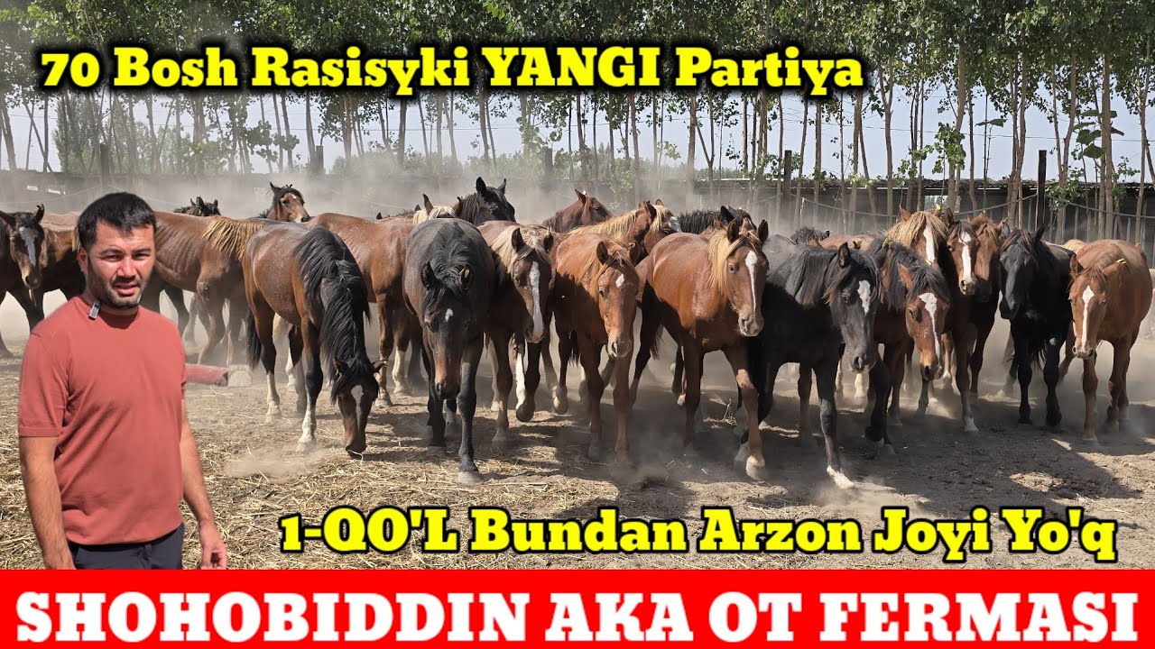SHOHOBIDDIN AKA OT FERMASI 70 BOSH RASISYKI YANGI PARTIYA OTLAR KELDI ARZON JOYIDAN SO'RAGANLARGA 