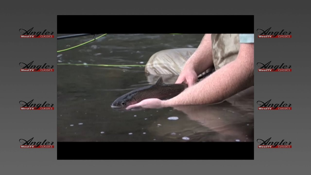 Rainbows & More Rainbows (Upper Sacramento & Upper Battle Creek Trout Fishing )
