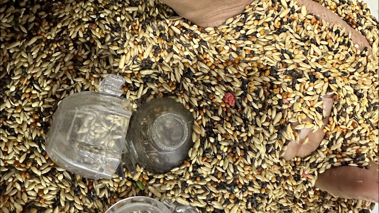 JEBOL RAHASIA  ! Pakan Yorkshire  BIKIN KONSLET  !