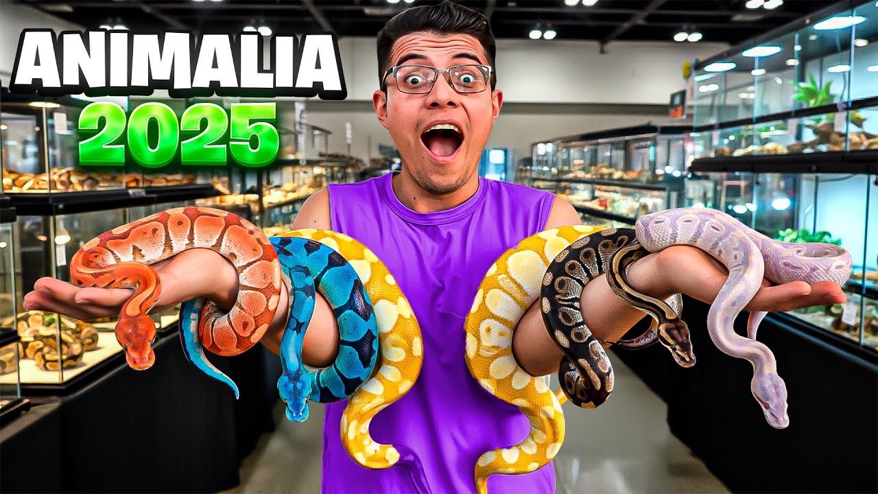¡BUSCANDO las Pitones Bola MÁS CARAS y EXÓTICAS en Animalia 2025! 🐍