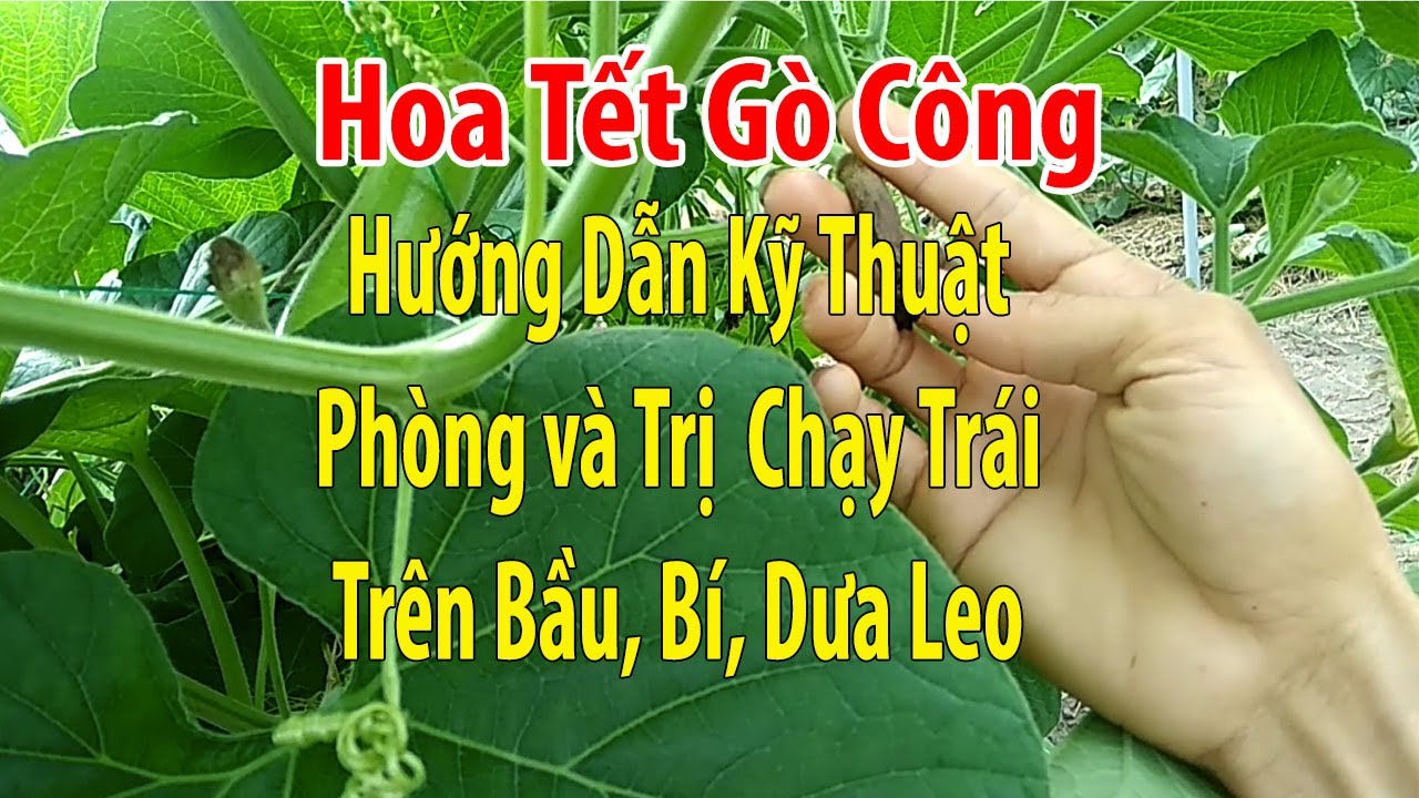 Hướng Dẫn Kỹ Thuật Phòng và Trị Chạy Trái Trên Dưa Leo, Bầu, Bí
