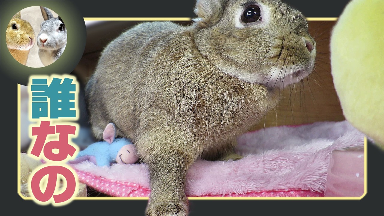 🐰自分でやっといて、😟誰がやったの？と怒るウサギ🐇😆【 ウサギのちゃび 】　2026年2月24日