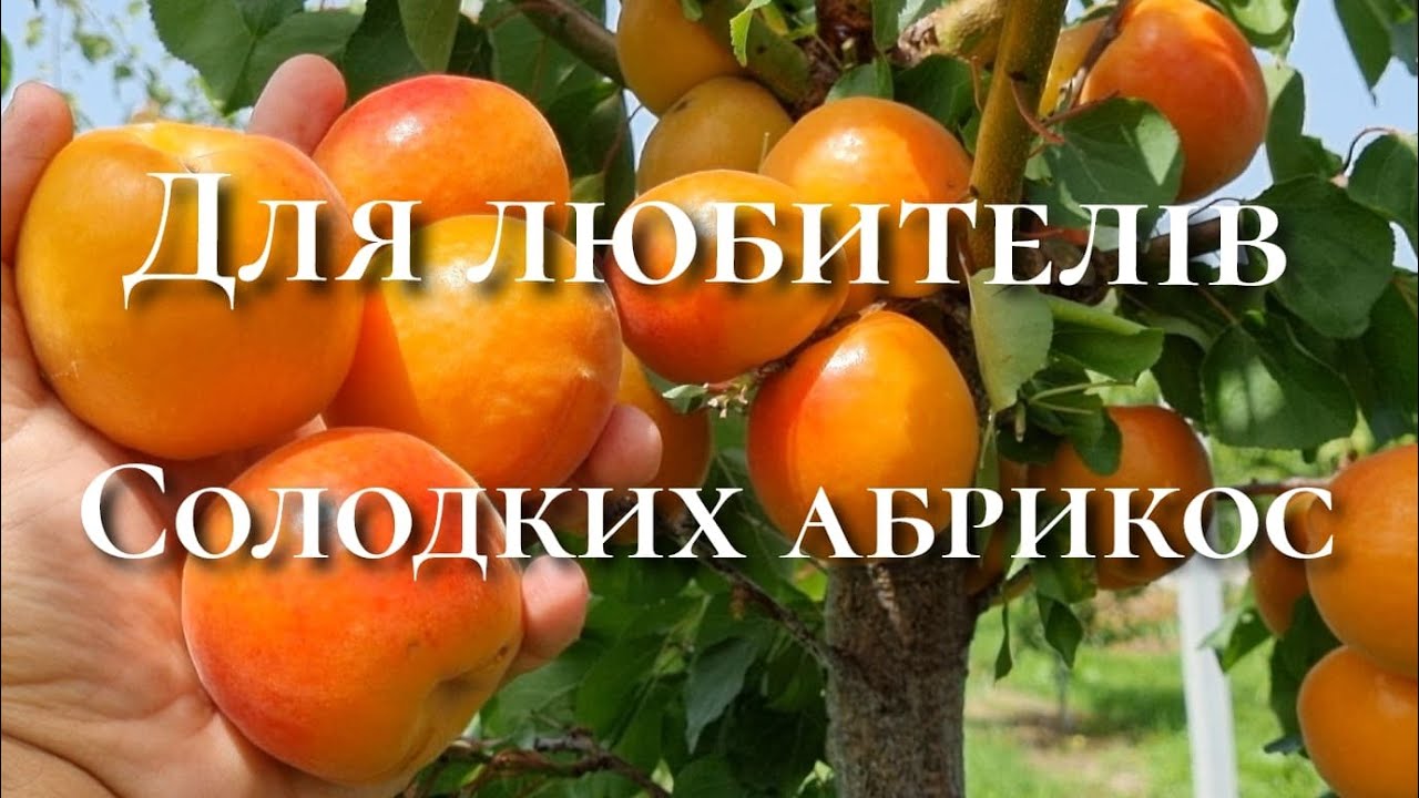 Промисловий солодкий абрикос.Абрикос Меджик Кот.