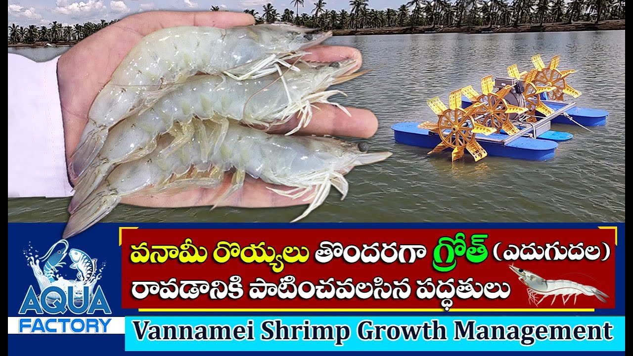 Vannamei shrimp Growth Management | Tips on Shrimp Groth rate | Speed Growth formula | Aqua Factory