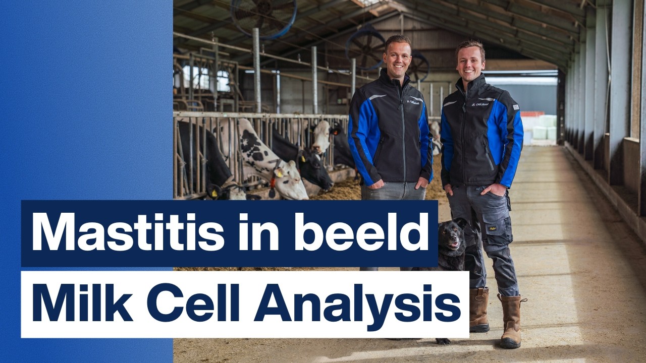 Mastitis koeien in beeld dankzij DeLaval MCA (Milk Cell Analysis) - Fam. van Houten, Nederland