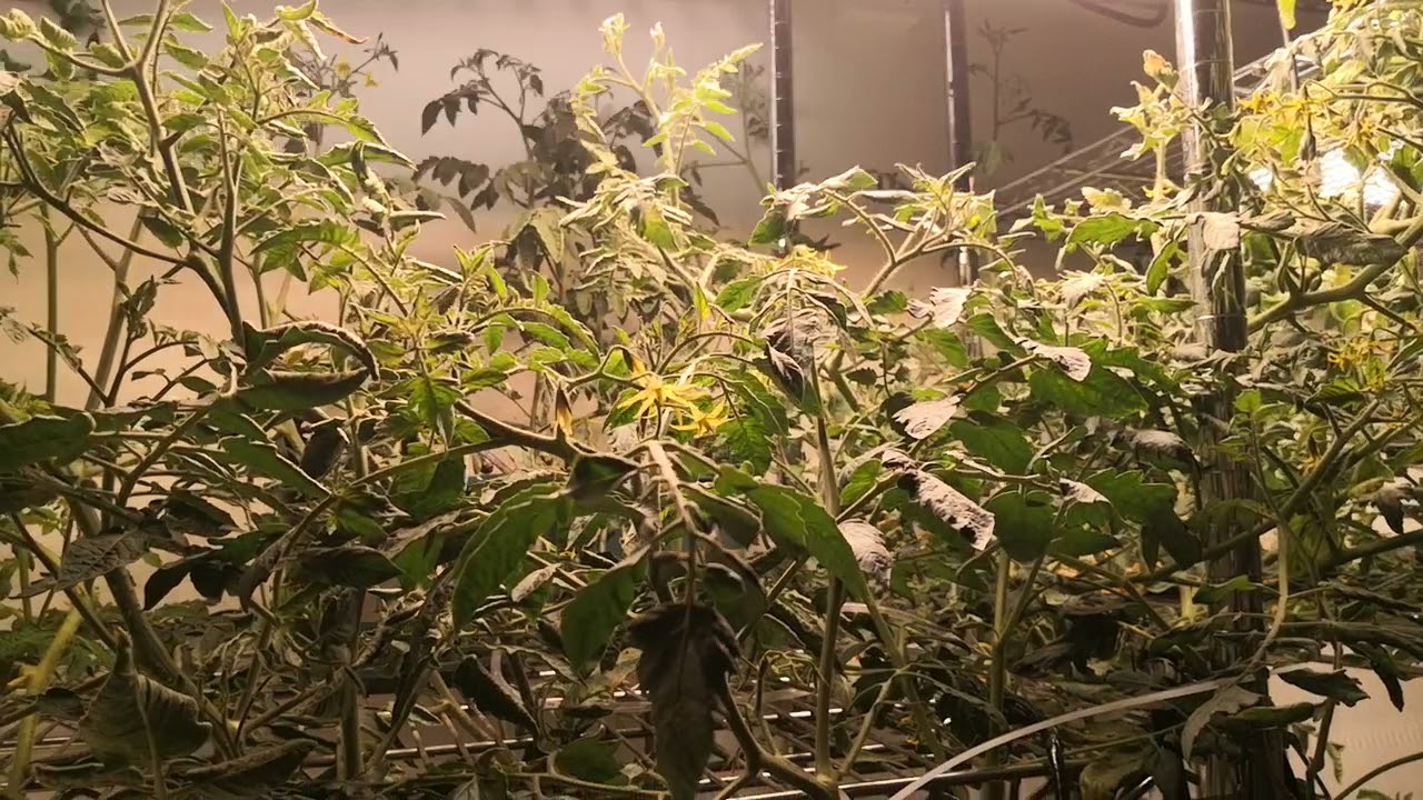 240W Samsung lm301b full spectrum quantum board led grow light 3500+660+730+385nm in growing testing