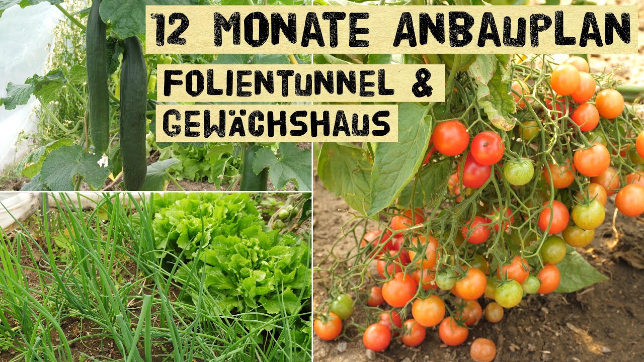 Anbauplan für Folientunnel und Gewächshäuser - Jeden Monat ernten