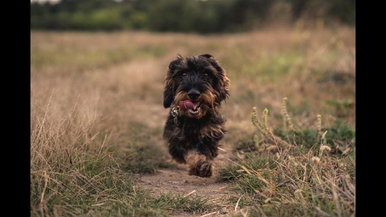 SZÁLKÁSSZŐRŰ TACSKÓ & MEGBÍZHATÓ TENYÉSZTŐK: Huncutházy Vadász Kennel, Papp Sándorné Jutka,
