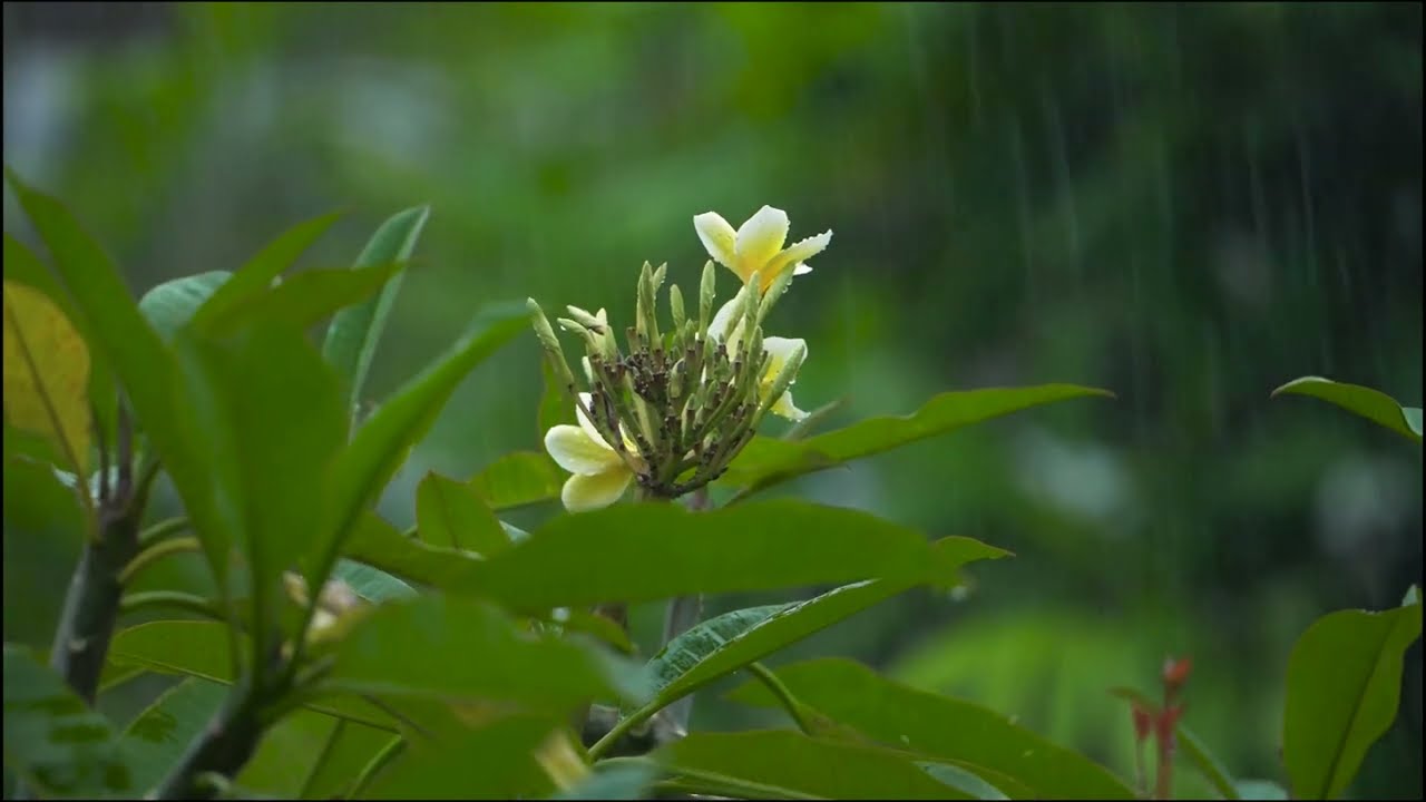 Awakening by raindrops #meditation ,#music ,#yogamusic ,#relaxingmusic ,#dailyvlog ,#brainpower,