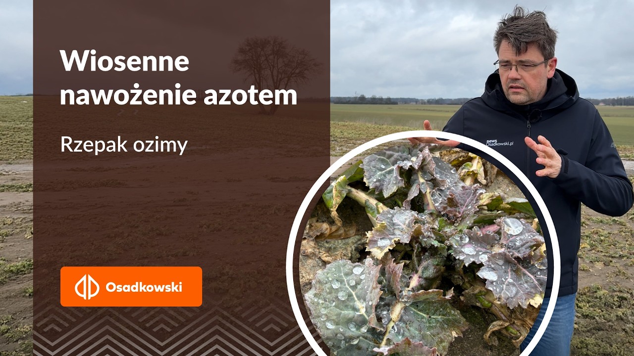 Nawożenie rzepaku wiosną