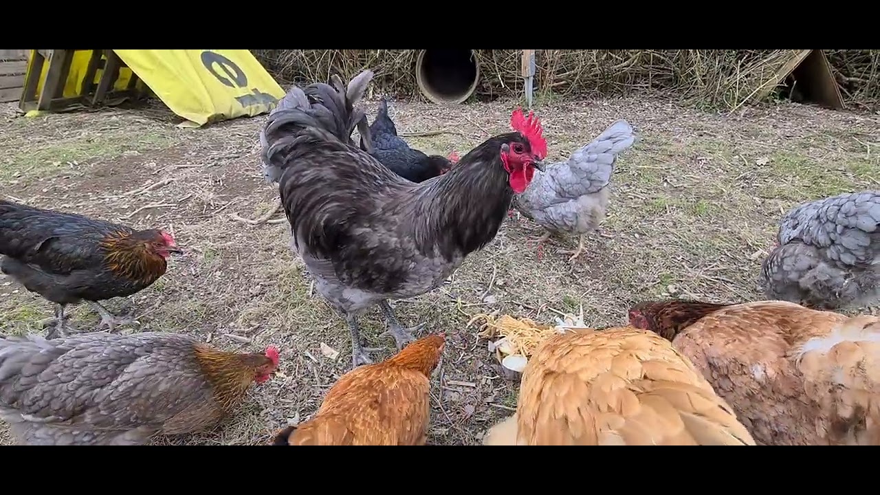 Neuer Hahn Harald Schönhaar - Jersey Gigant - ist in meine bunte Hühnerschar integriert.