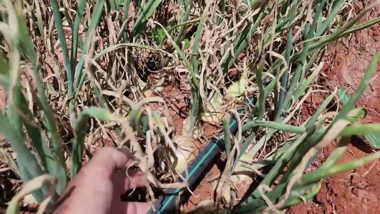 Como Plantar Cebola Com Produção Para Exportaçâo