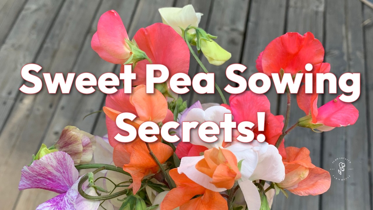 Sowing Sweet Peas and Painted Glass