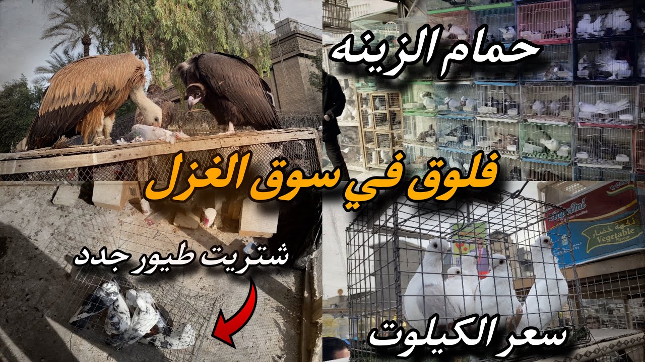 جوله في سوق الغزل + اشتريت اطيور من الغزل تعالو شوفوهن