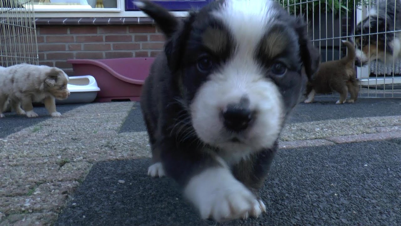 Australian Shepherd Puppies - 4 weeks old - Skayes