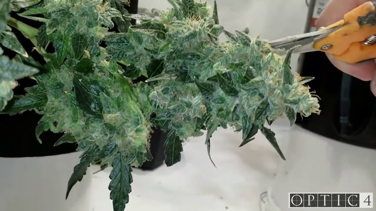 Optic 4 LED Autoflower Harvest - Glueberry OG, Auto Extreme & Auto Blue Dream - 2 Phase Harvest