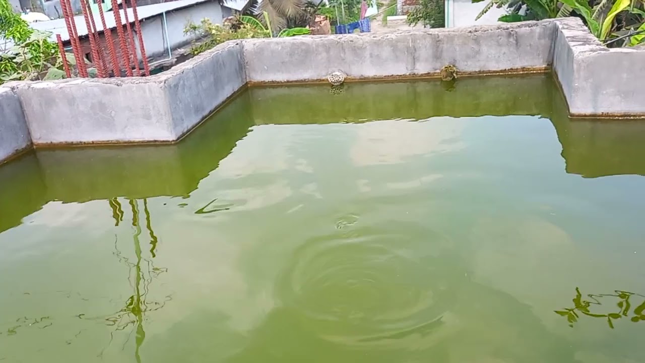 ছাদ বাগান ও ছাদে মাছ চাষ। আমাদের ক্ষুদ্র খামার।