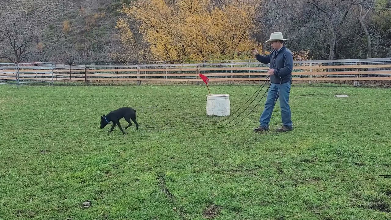 Lie Down training with a check cord