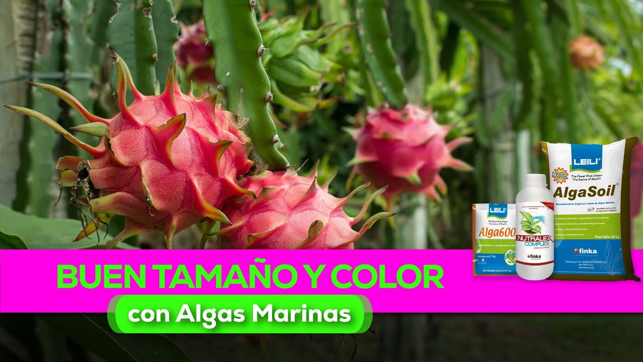🌱Logra una mejor productividad en el cultivo de pitahaya🌱