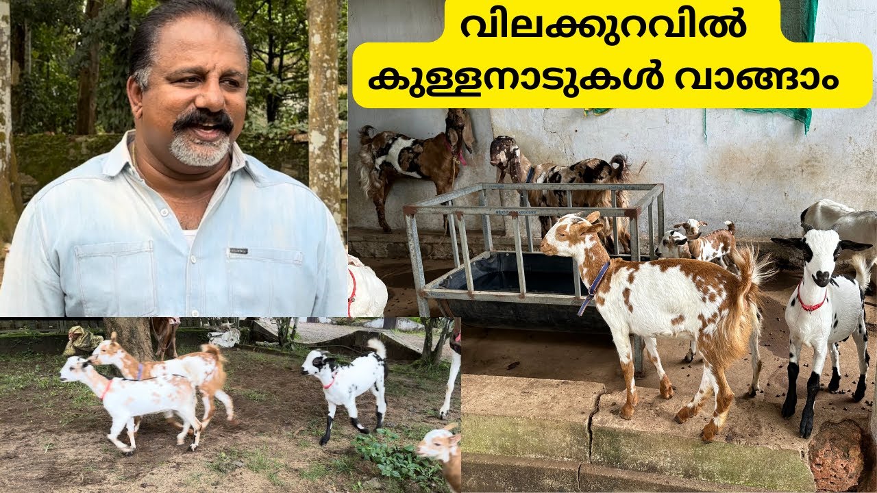 വിലക്കുറവിൽ കുള്ളനാടുകളെ വാങ്ങാം|Canadian Pygmy barbari Goat farm in kerala