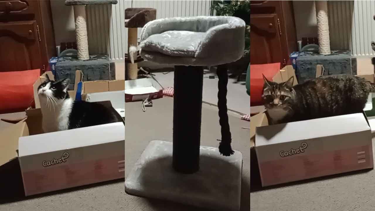 Cookie & Cherry und der neue Kratzbaum von Cachet (Aldi)