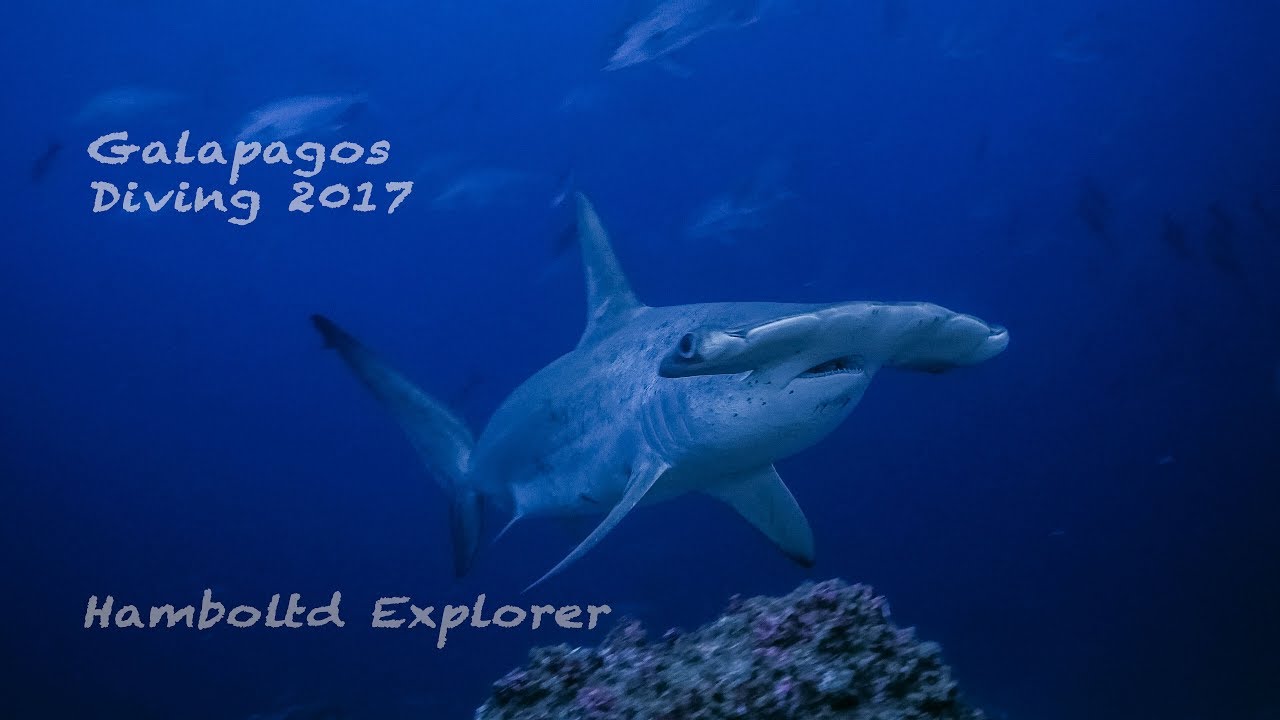 Galapagos Diving byTawan Buasuwan (UHD,4K)