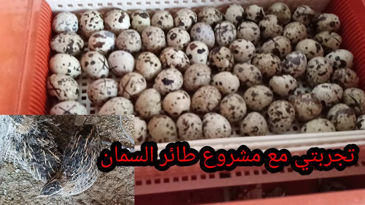 تجريبة ناجح في تربية السمان في السطح المنزل تفقيس  في فقاسة مشروع مربح إذن الله