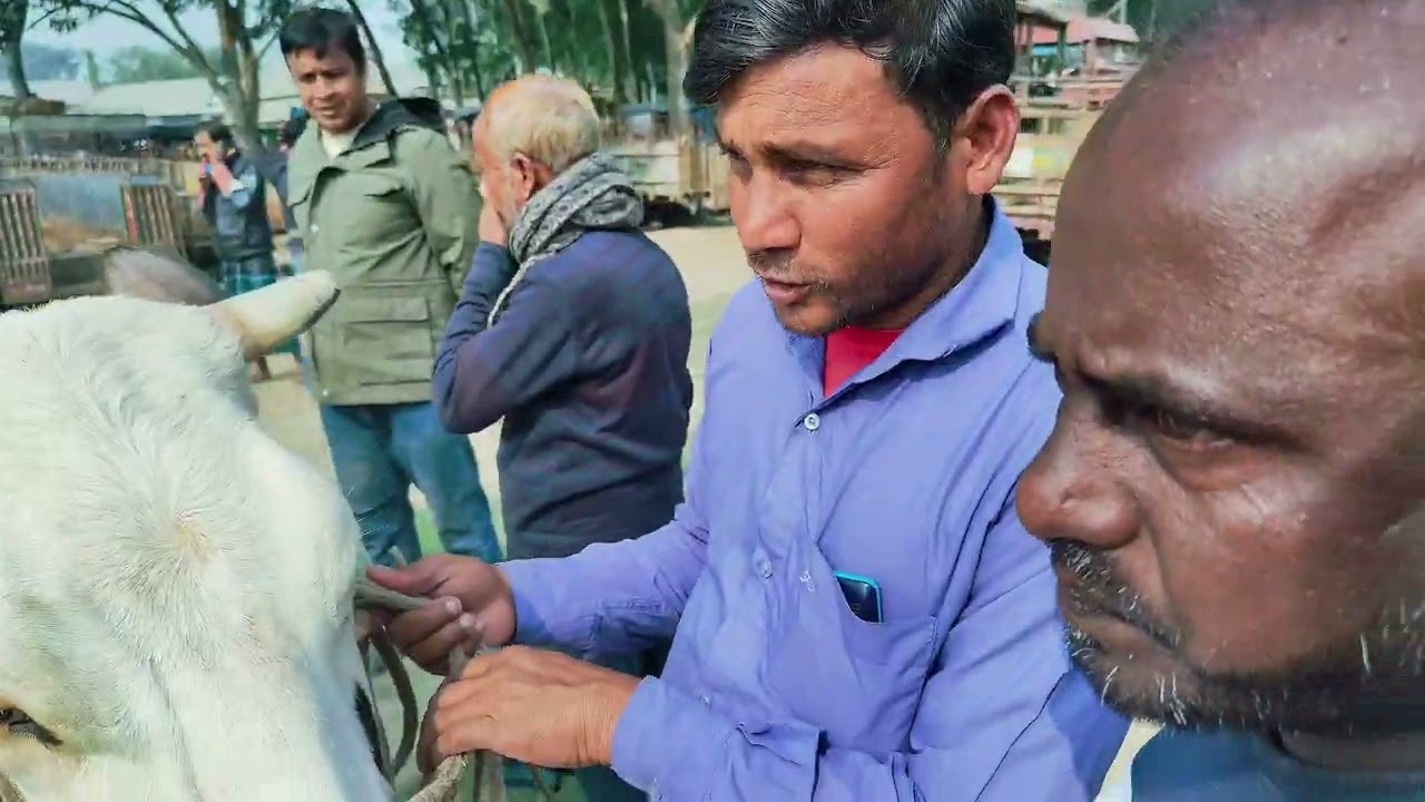 কম টাকায় ভালো ফ্রিজিয়ান গাভী বাছুর | আমবাড়ি হাট দামদর | নতুন খামারীর জন্য লাভজনক?
