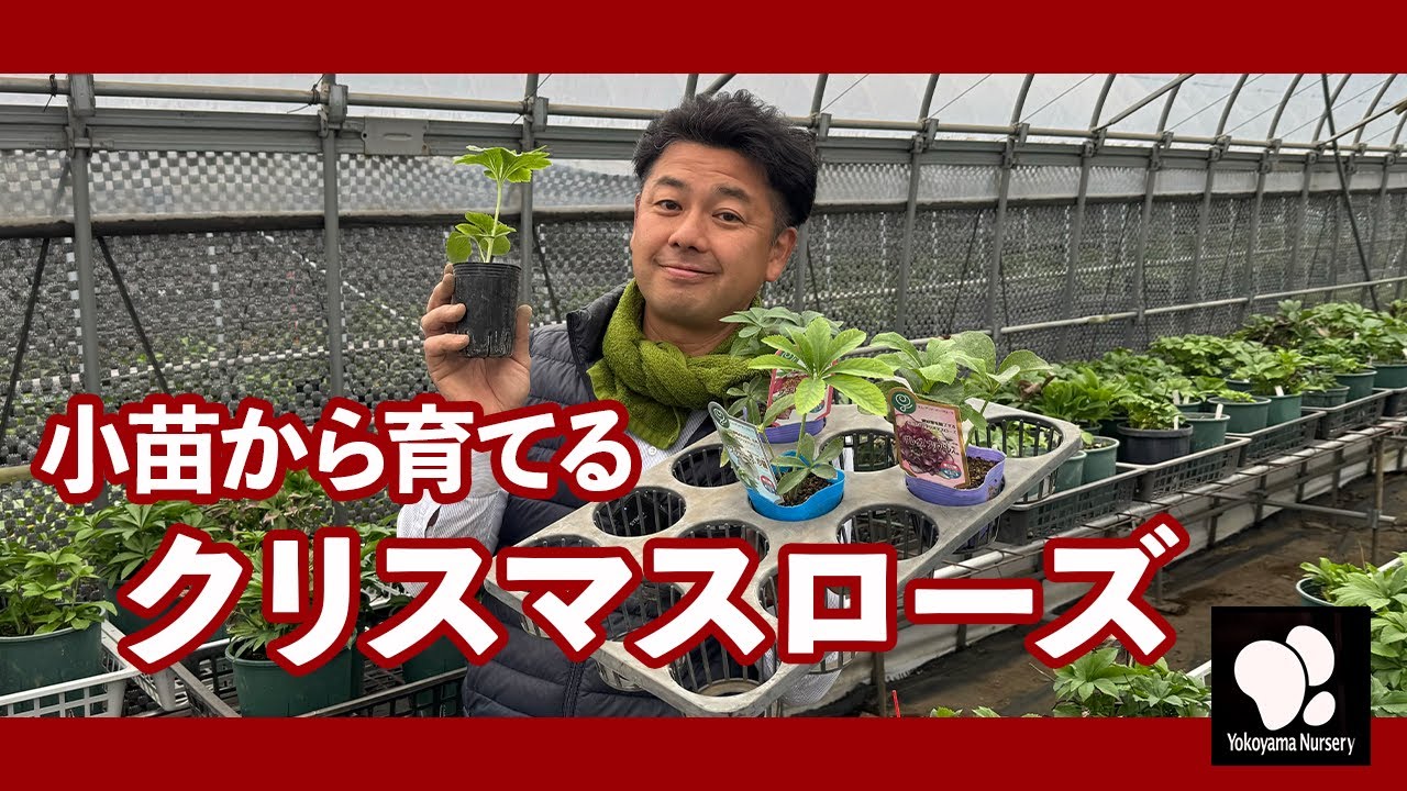 小苗から育てるクリスマスローズ　◆横山園芸 公式◆【2024】