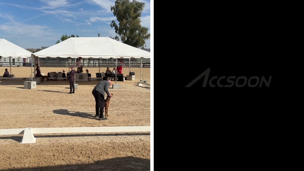 2026 VCA class dogs