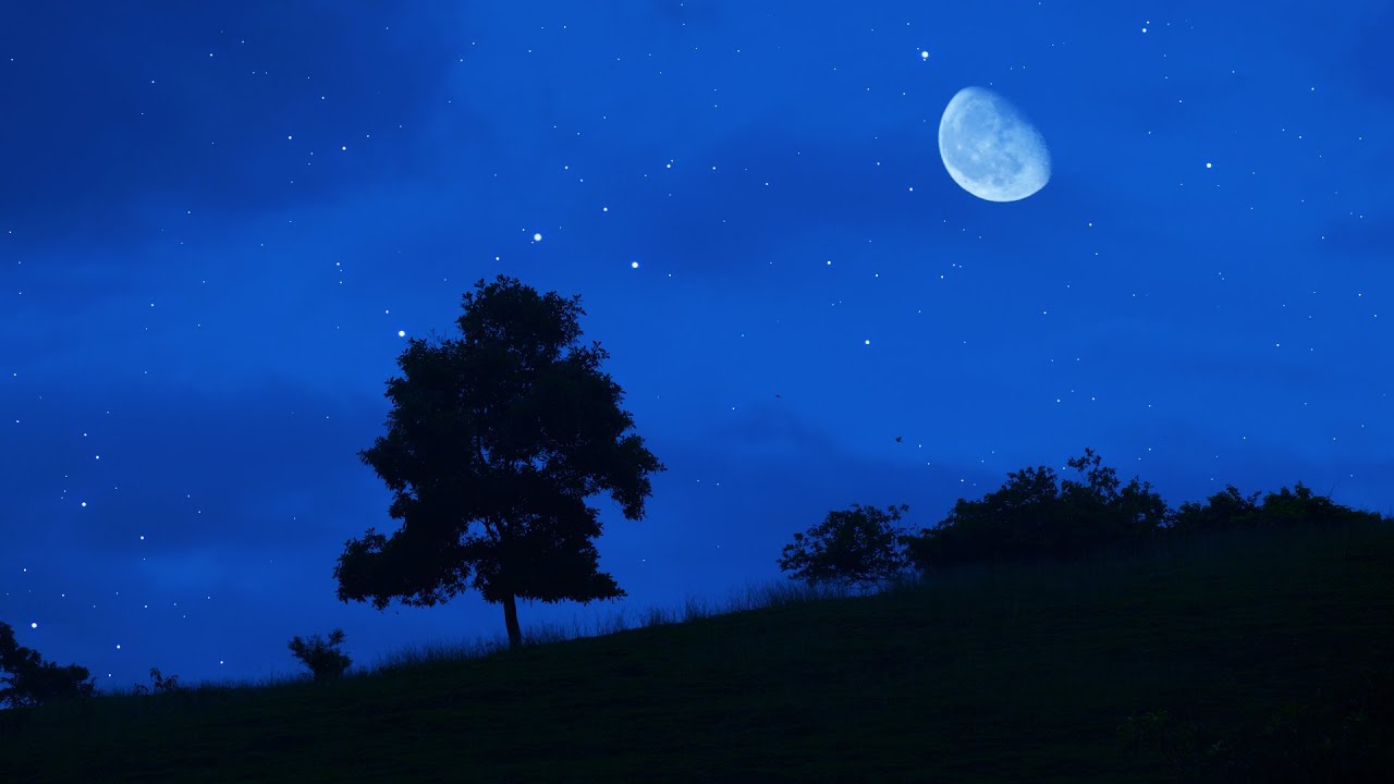 FOREST AT NIGHT - Crickets Owls Cicadas Wind In Trees - ASMR Ambience for Deep Sleep 🎧 100% RELAX