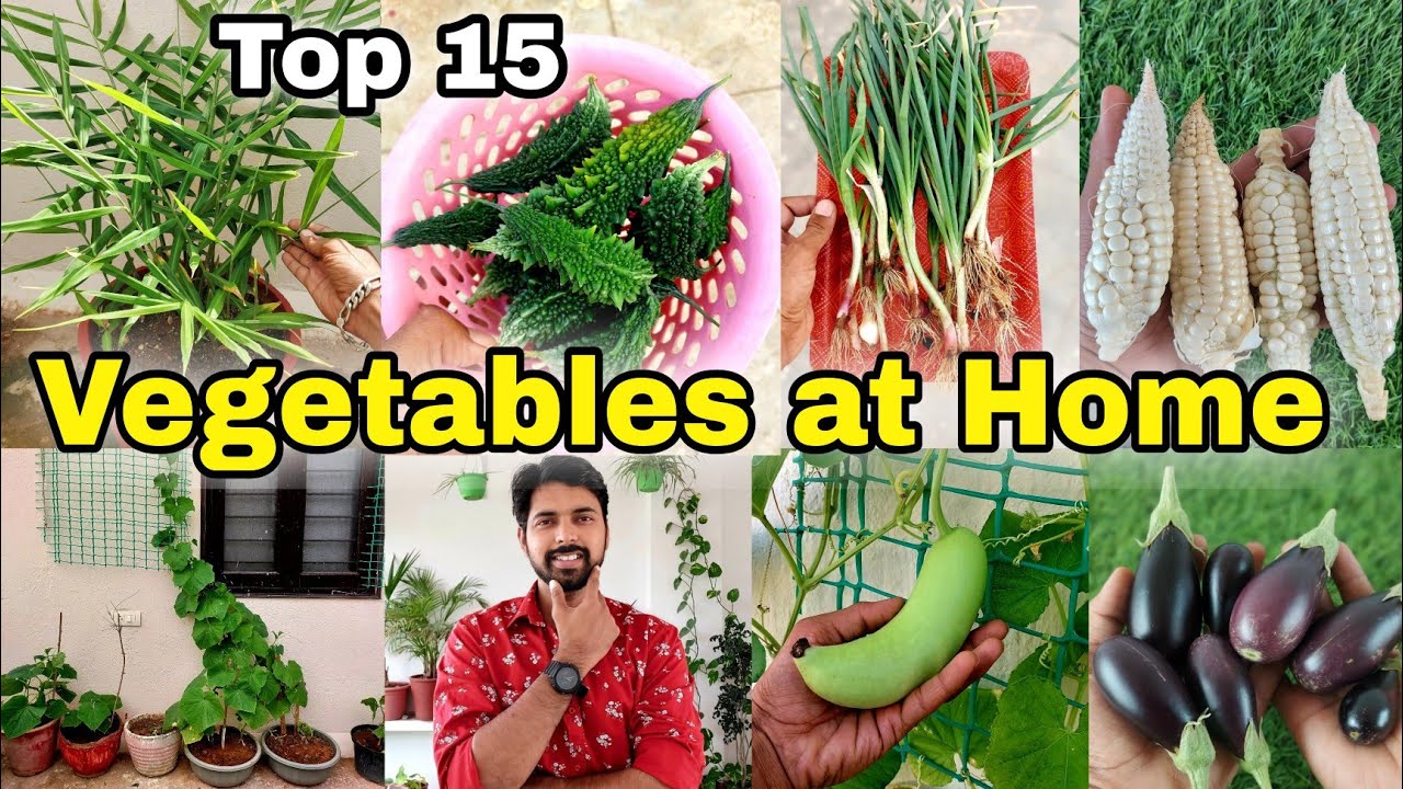 15 Easy Vegetables you can grow at Home | Small space kitchen garden at home