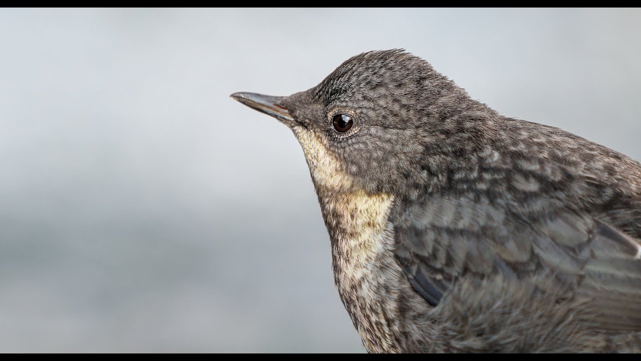 Dippers meet the world (Fossekall, ungfugler) (Norway)