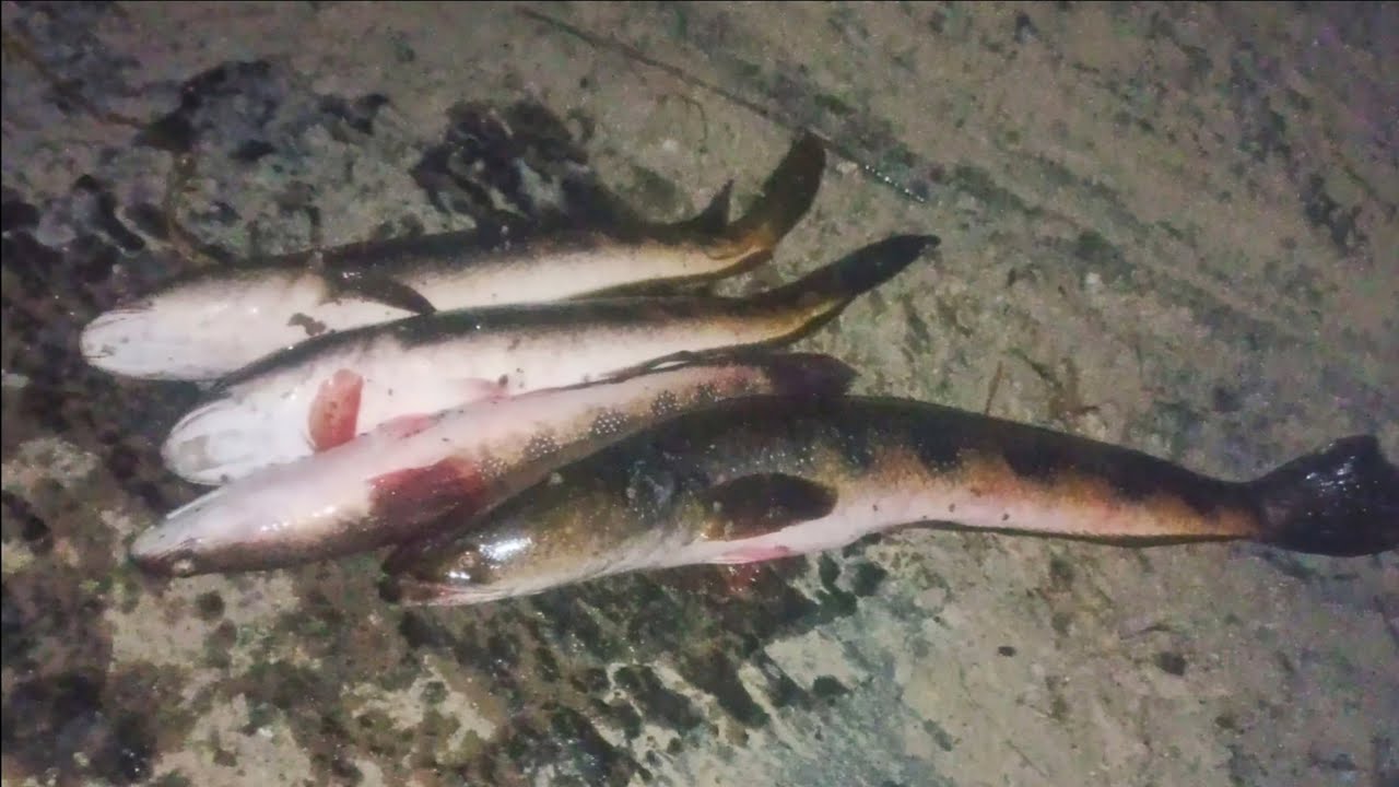Night Frog Fishing || Night Time Big Snake Head Fishing || Amazing Giant Big Snake Head Fish Hunt 🎣