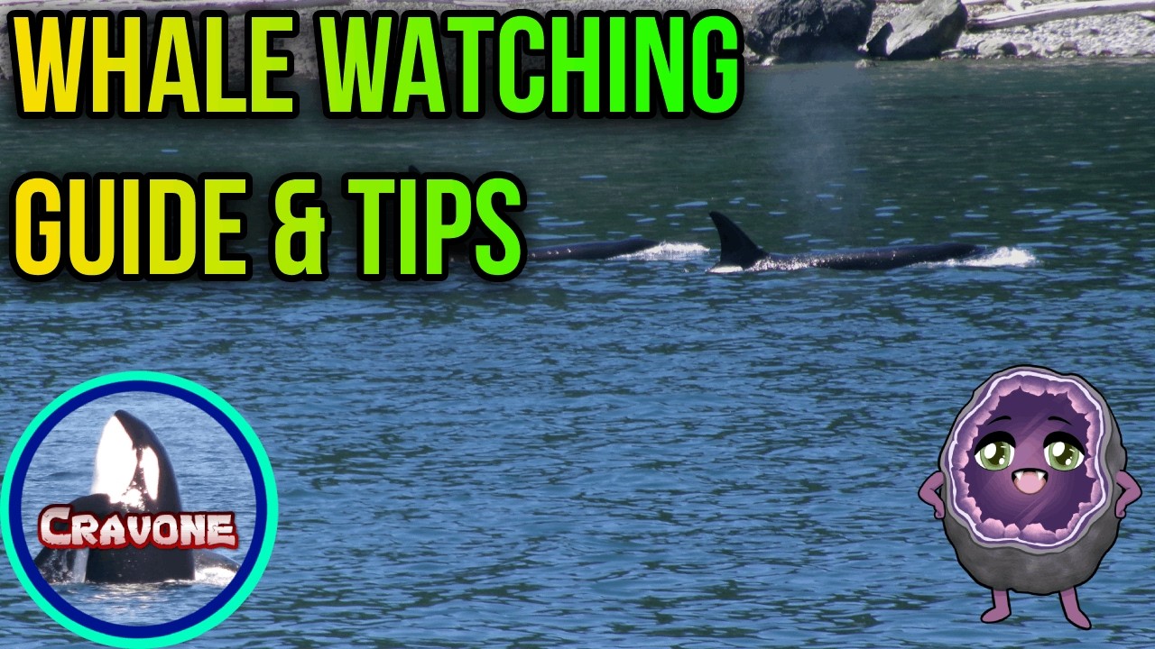 Whale Watching 101: Everything You Should Know Before Your First Trip