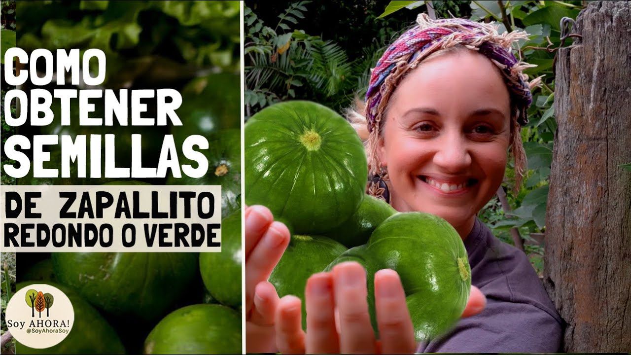 No brotan las semillas de los Zapallitos? Es porque aún no sabes en qué momento se deben sacar!!