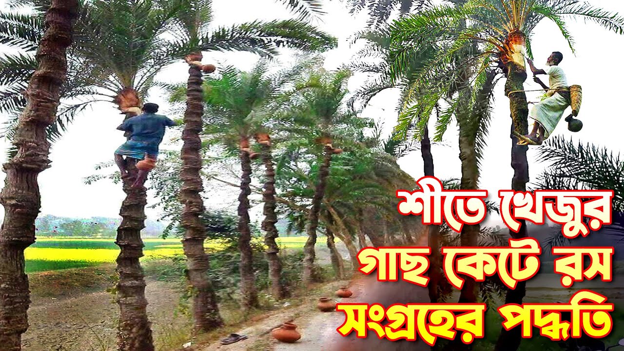 শীতে খেজুর গাছ কেটে রস সংগ্রহ // khajur ras //খেজুর গাছ কাটার পদ্ধতি