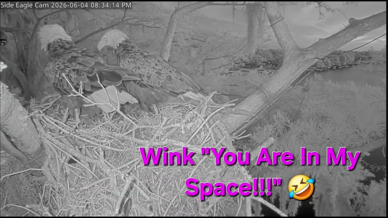 Winter Park Eagles Atlas In With Stick. Wink Is Cranky 🤣🤣 They Still Love Eachother ❤️ 