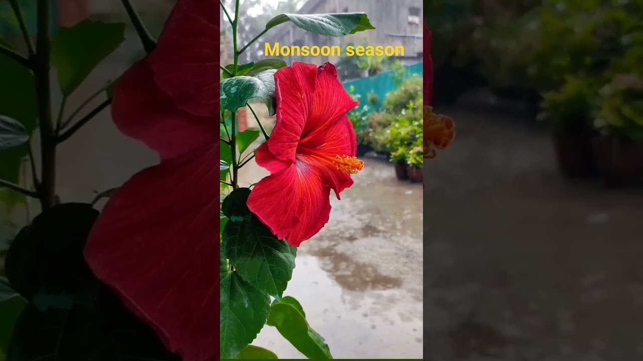 Monsoon #monsoon#rain#reels #love #trending #viral #jammu #shortsyoutube#shorts #baarish#music#reels
